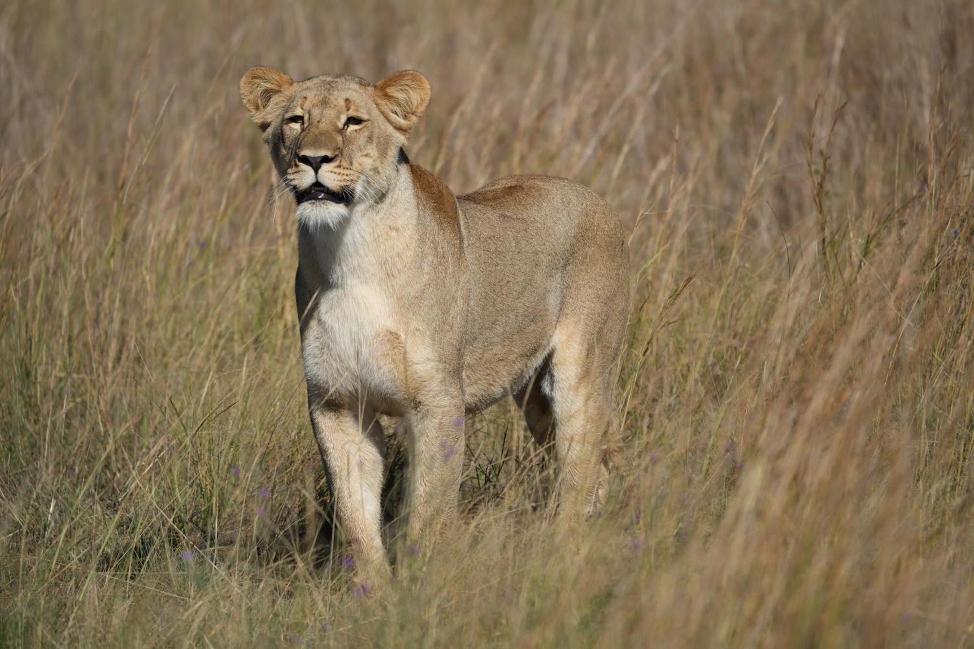 Shibula Safari Lodge Welgevonden Game Reserve ภายนอก รูปภาพ
