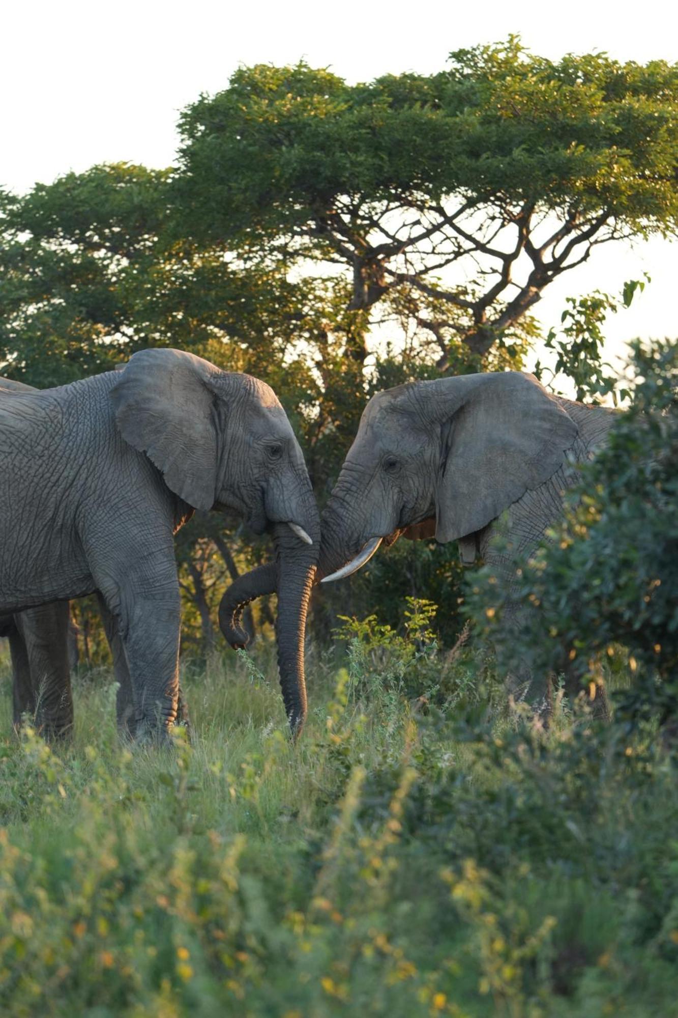 Shibula Safari Lodge Welgevonden Game Reserve ภายนอก รูปภาพ