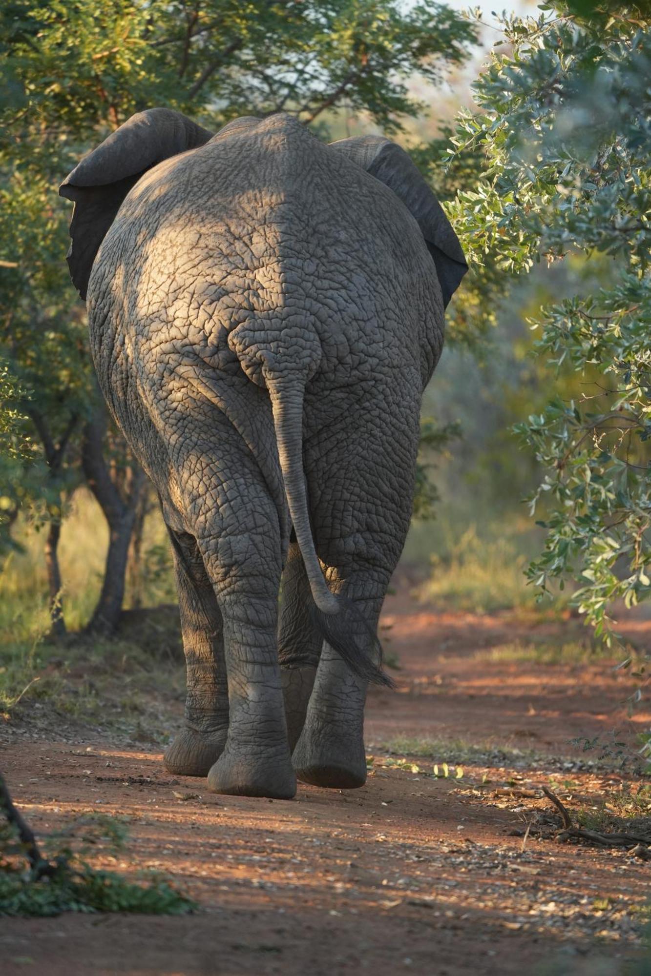 Shibula Safari Lodge Welgevonden Game Reserve ภายนอก รูปภาพ