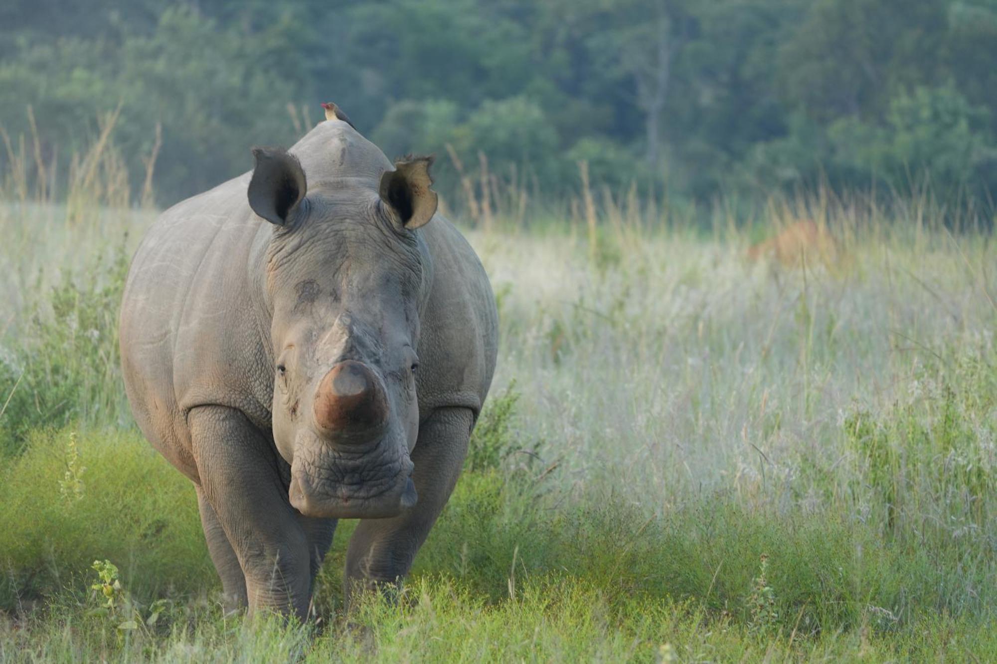 Shibula Safari Lodge Welgevonden Game Reserve ภายนอก รูปภาพ