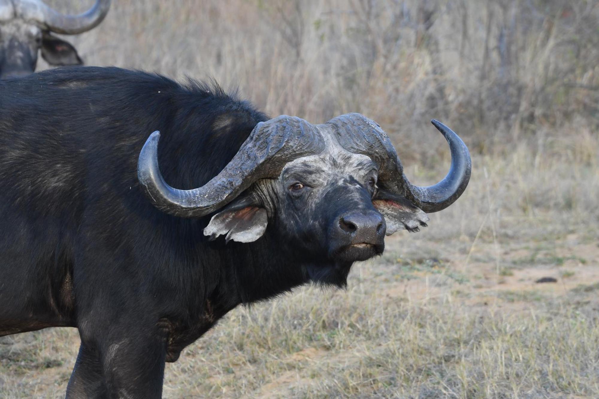 Shibula Safari Lodge Welgevonden Game Reserve ภายนอก รูปภาพ