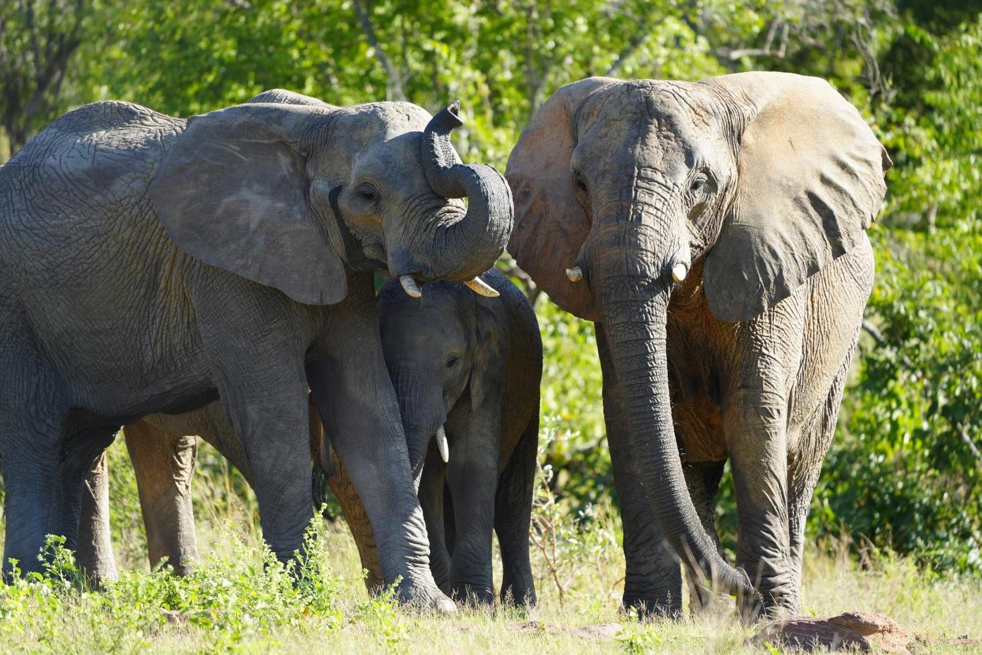 Shibula Safari Lodge Welgevonden Game Reserve ภายนอก รูปภาพ