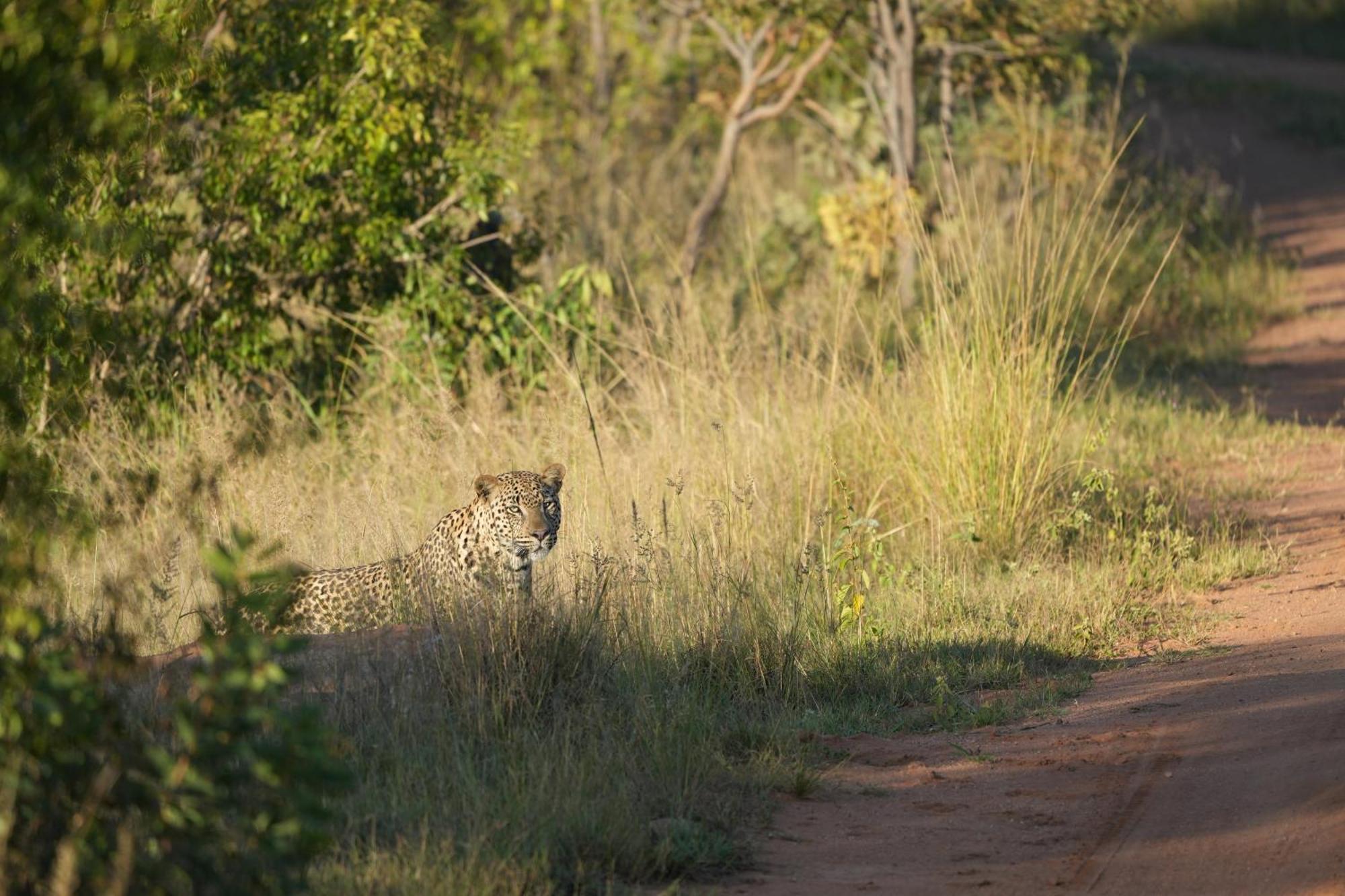 Shibula Safari Lodge Welgevonden Game Reserve ภายนอก รูปภาพ