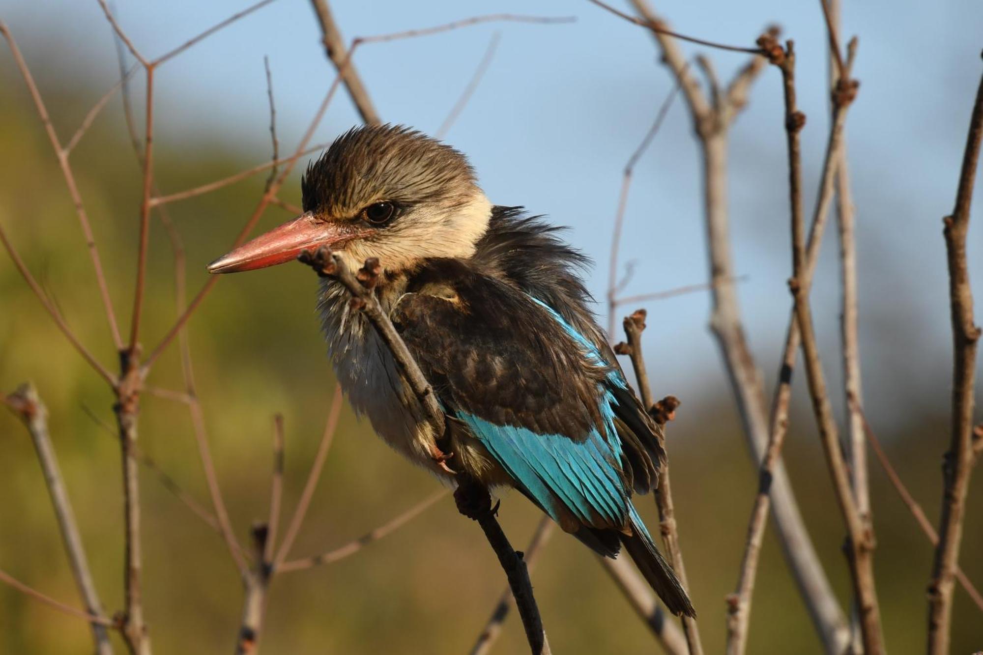 Shibula Safari Lodge Welgevonden Game Reserve ภายนอก รูปภาพ