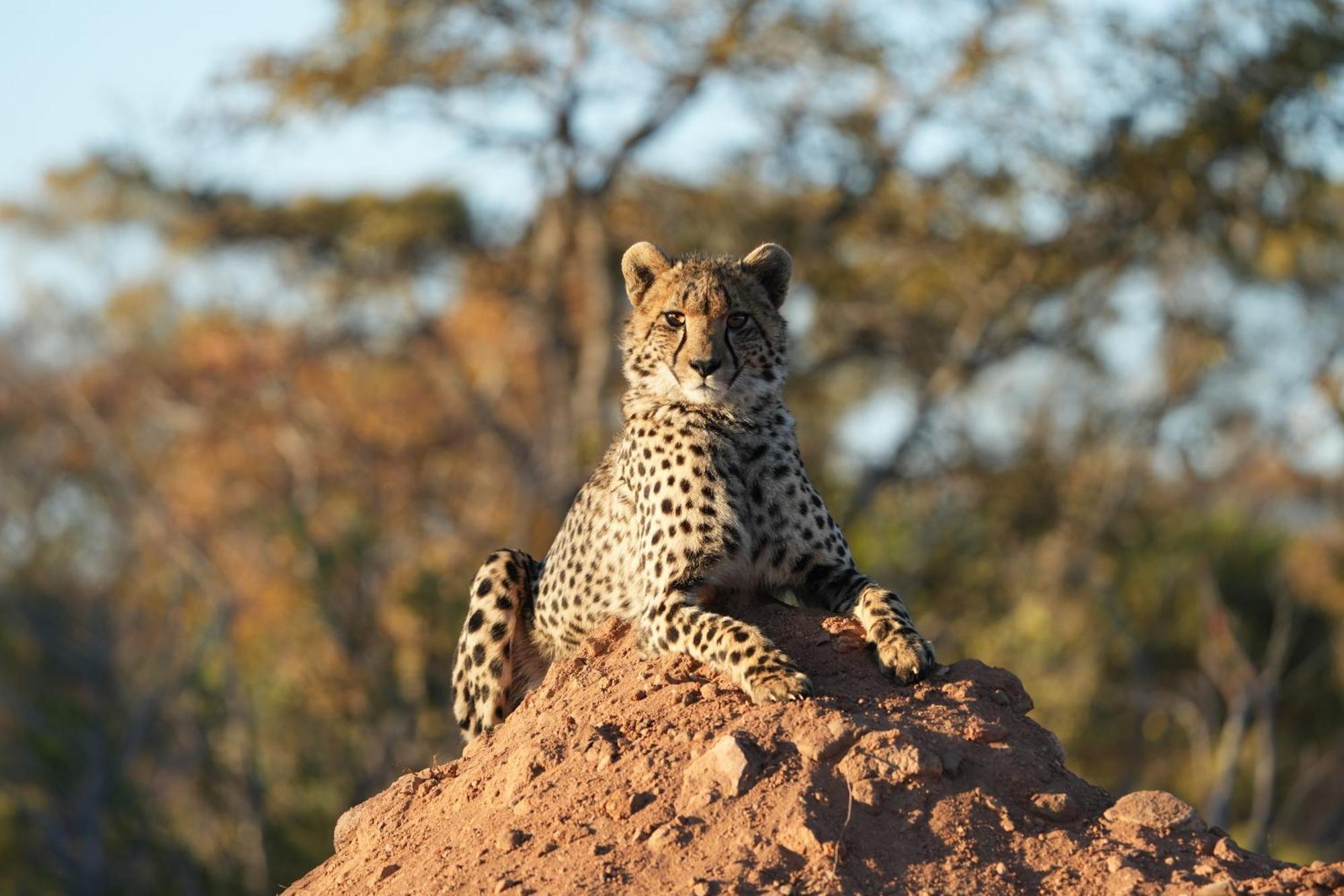 Shibula Safari Lodge Welgevonden Game Reserve ภายนอก รูปภาพ